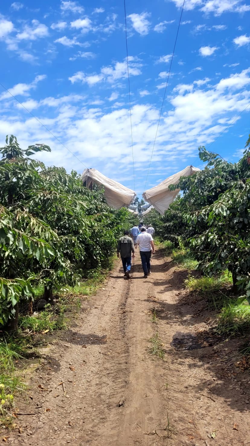 Días de campo